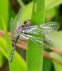 Attēlu rezultāti vaicājumam “Dianema nivale macro”