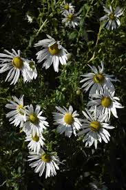 Image result for Leucanthemella serotina