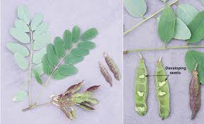 Attēlu rezultāti vaicājumam “Robinia pseudoacacia fruit”