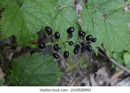 Attēlu rezultāti vaicājumam “Actaea spicata fruit”