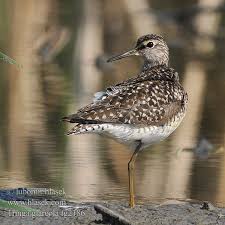 Attēlu rezultāti vaicājumam “Tringa glareola adult”