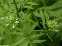Attēlu rezultāti vaicājumam “Cardamine impatiens”