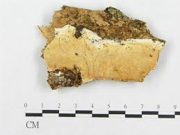 Attēlu rezultāti vaicājumam “Skeletocutis stellae”