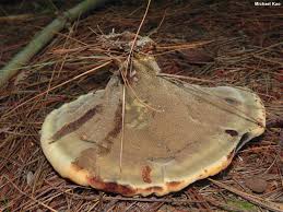 Attēlu rezultāti vaicājumam “Phaeolus schweinitzii”