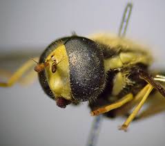 Attēlu rezultāti vaicājumam “Xanthogramma sp. male”