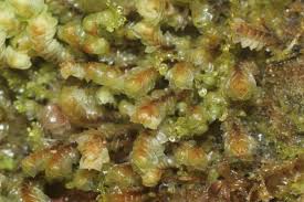 Attēlu rezultāti vaicājumam “Scapania”