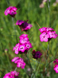 Image result for Dianthus carthusianorum