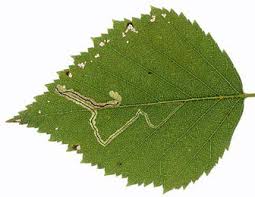 Attēlu rezultāti vaicājumam “Betula pubescens leaf”