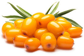 Attēlu rezultāti vaicājumam “Hippophae rhamnoides fruit”
