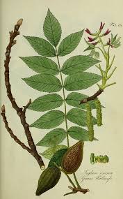 Attēlu rezultāti vaicājumam “Juglans cinerea flower”