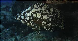 Image result for Dermatolepis inermis