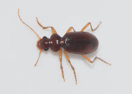 Attēlu rezultāti vaicājumam “Leistus ferrugineus”