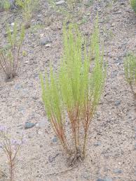Attēlu rezultāti vaicājumam “Artemisia campestris leaf”