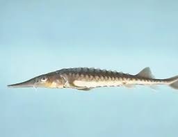 Image result for Huso brevirostrum