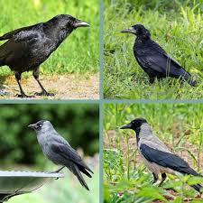 Attēlu rezultāti vaicājumam “Corvidae”