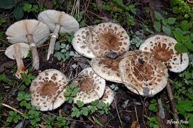 Attēlu rezultāti vaicājumam “Macrolepiota rhacodes var. bohemica”