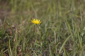 Attēlu rezultāti vaicājumam “Hieracium umbellatum flower”