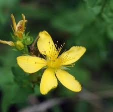 Attēlu rezultāti vaicājumam “Hypericum perforatum flower”