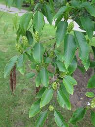 Attēlu rezultāti vaicājumam “Betula humilis female flower”
