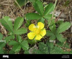 Attēlu rezultāti vaicājumam “Potentilla reptans leaf”