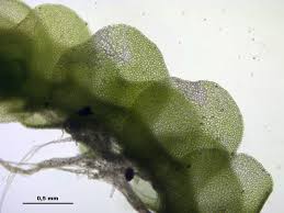 Attēlu rezultāti vaicājumam “Nardia scalaris”