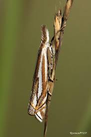 Attēlu rezultāti vaicājumam “Crambus pratella”