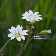 Attēlu rezultāti vaicājumam “Stellaria holostea flower”