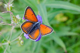 Attēlu rezultāti vaicājumam “Lycaena hippothoe”