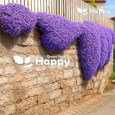 Image result for Aubrieta hybrida (cultorum)