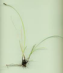 Attēlu rezultāti vaicājumam “Carex pulicaris”