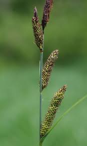 Attēlu rezultāti vaicājumam “Carex acutiformis”