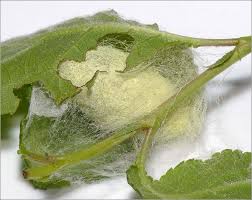 Attēlu rezultāti vaicājumam “Malacosoma castrensis larva”