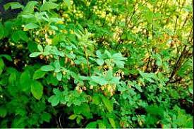 Attēlu rezultāti vaicājumam “Menziesia ferruginea”