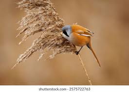 Attēlu rezultāti vaicājumam “Panurus biarmicus”