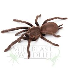 Attēlu rezultāti vaicājumam “Phronia sp.”