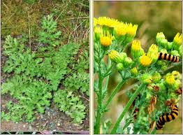Attēlu rezultāti vaicājumam “Jacobaea vulgaris leaf”