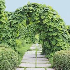 Attēlu rezultāti vaicājumam “Aristolochia durior”