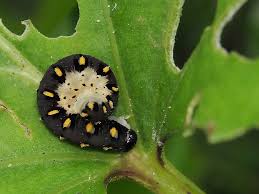 Attēlu rezultāti vaicājumam “Tenthredo mandibularis”