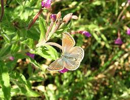 Attēlu rezultāti vaicājumam “Polyommatus icarus female”