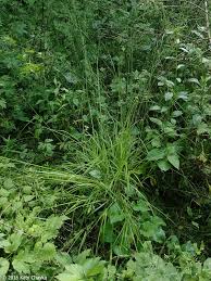 Attēlu rezultāti vaicājumam “Carex loliacea leaf”