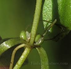 Attēlu rezultāti vaicājumam “Callitriche cophocarpa”