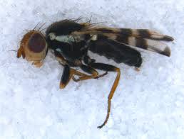 Attēlu rezultāti vaicājumam “Urophora jaceana”