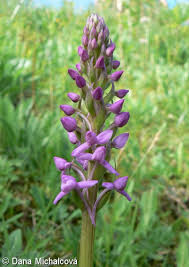 Attēlu rezultāti vaicājumam “Gymnadenia conopsea leaf”