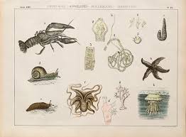 Attēlu rezultāti vaicājumam “Annelides”