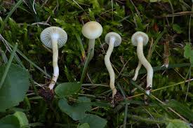 Attēlu rezultāti vaicājumam “Didymium xanthopus spores”