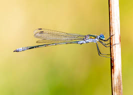 Attēlu rezultāti vaicājumam “Lestes sponsa”