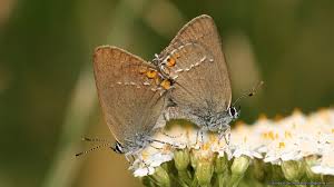 Attēlu rezultāti vaicājumam “Theclinae”