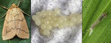 Attēlu rezultāti vaicājumam “Mythimna turca”