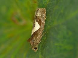 Attēlu rezultāti vaicājumam “Epiblema foenella”