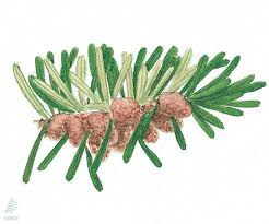 Attēlu rezultāti vaicājumam “Abies alba”